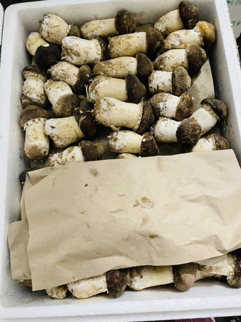 大球盖菇赤松茸一级菇