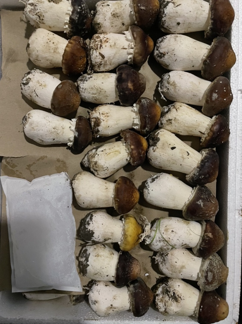 大球盖菇赤松茸一级菇