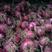 新野紫皮洋葱大量上市，一手货源，产地直发，保质保量！