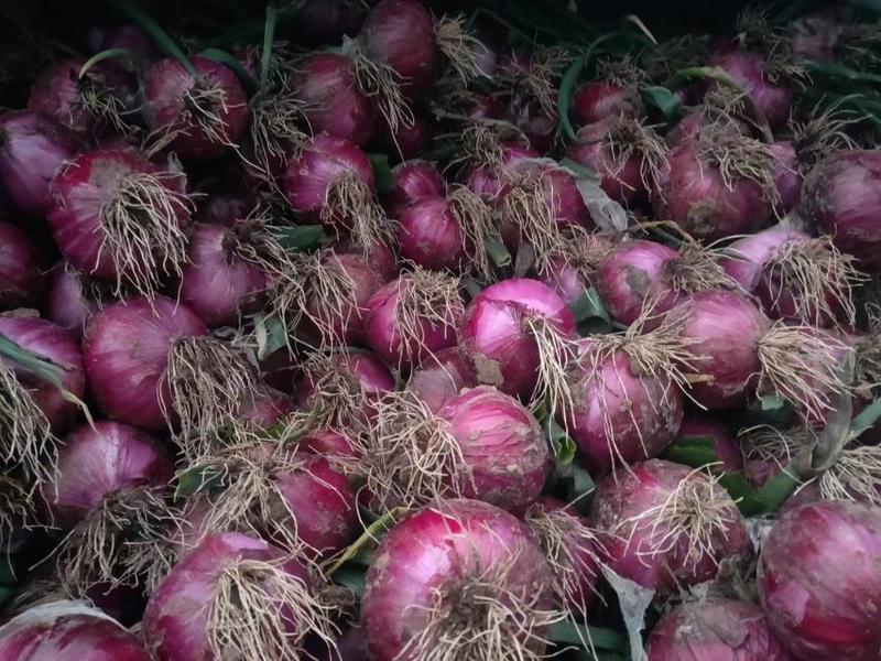 新野紫皮洋葱大量上市，一手货源，产地直发，保质保量！