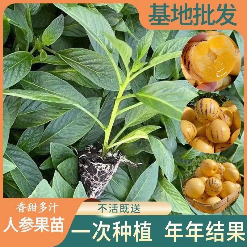 人参果苗