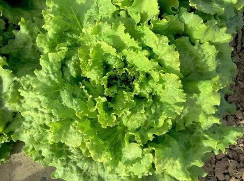 [精选]有机生菜，品质保证，产地货源，有机蔬菜基地