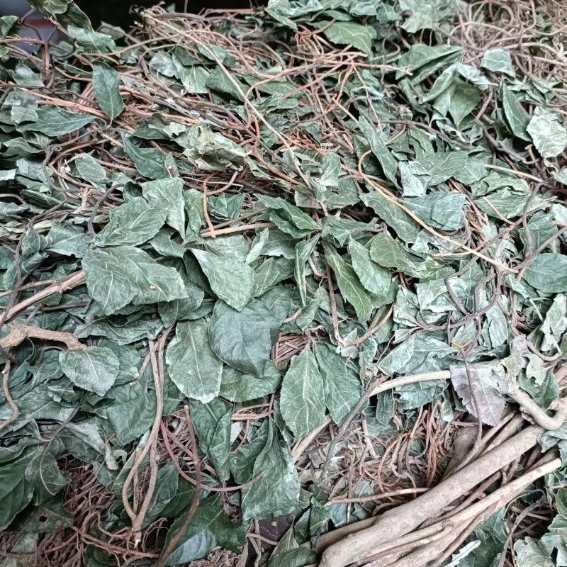 野生平地木中药材矮地茶新货叶下红紫金牛优质平地木矮地