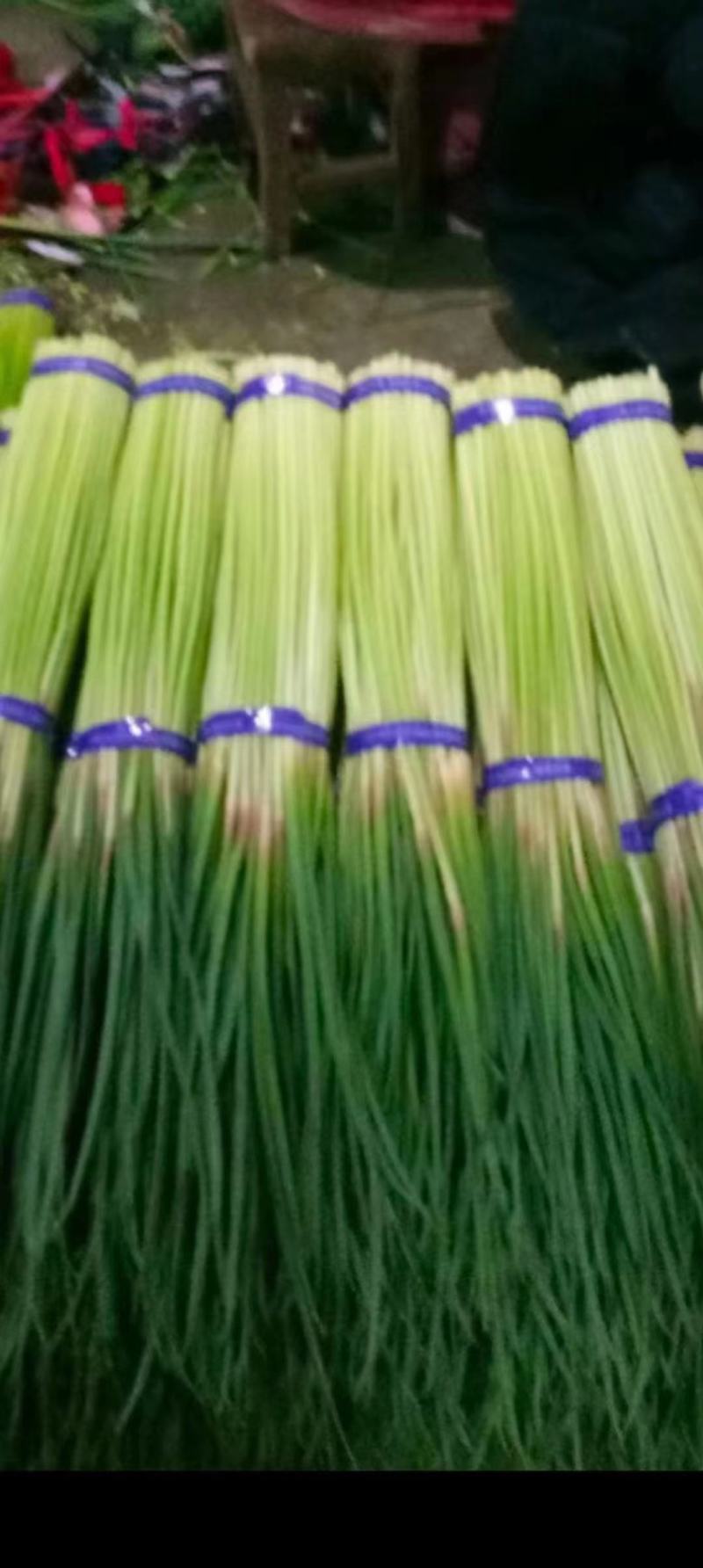 山东蒜薹红帽蒜苔产地代发货长度40以上质量保证对接电商市