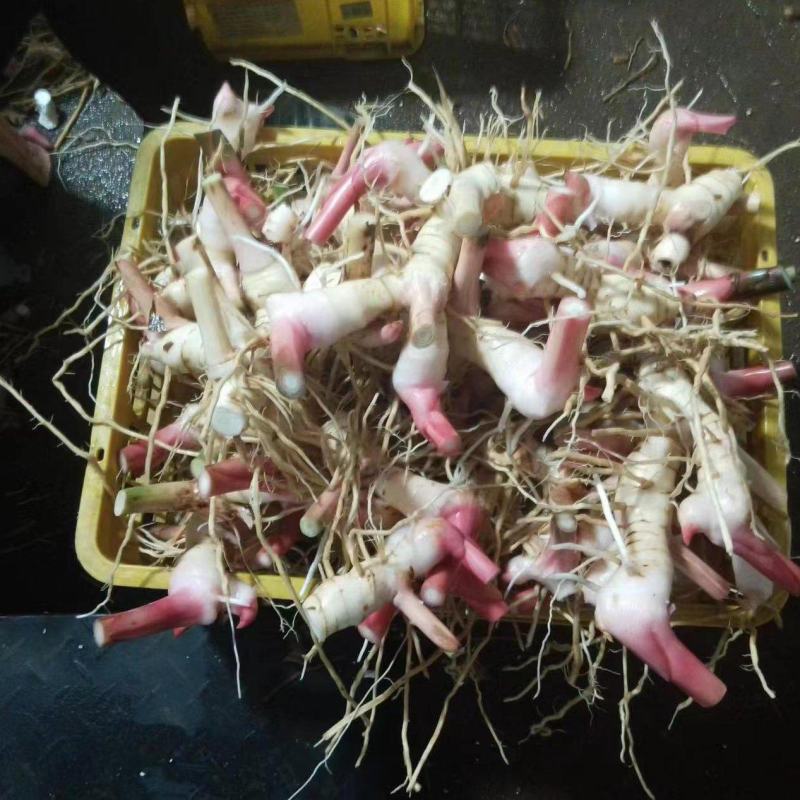 大量供应红芽白山姜