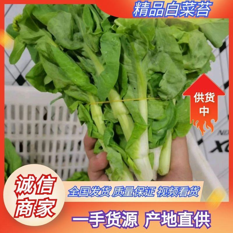 ［白菜苔］大量供应，价格实惠，产地直销欢迎咨询订购