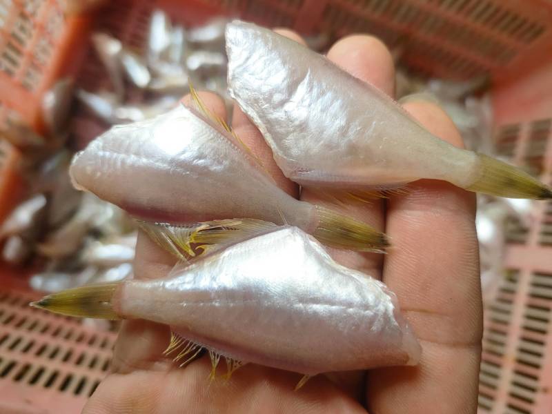 耗儿鱼、马面鱼、三去原汁原味、一斤盒装单冻箱装