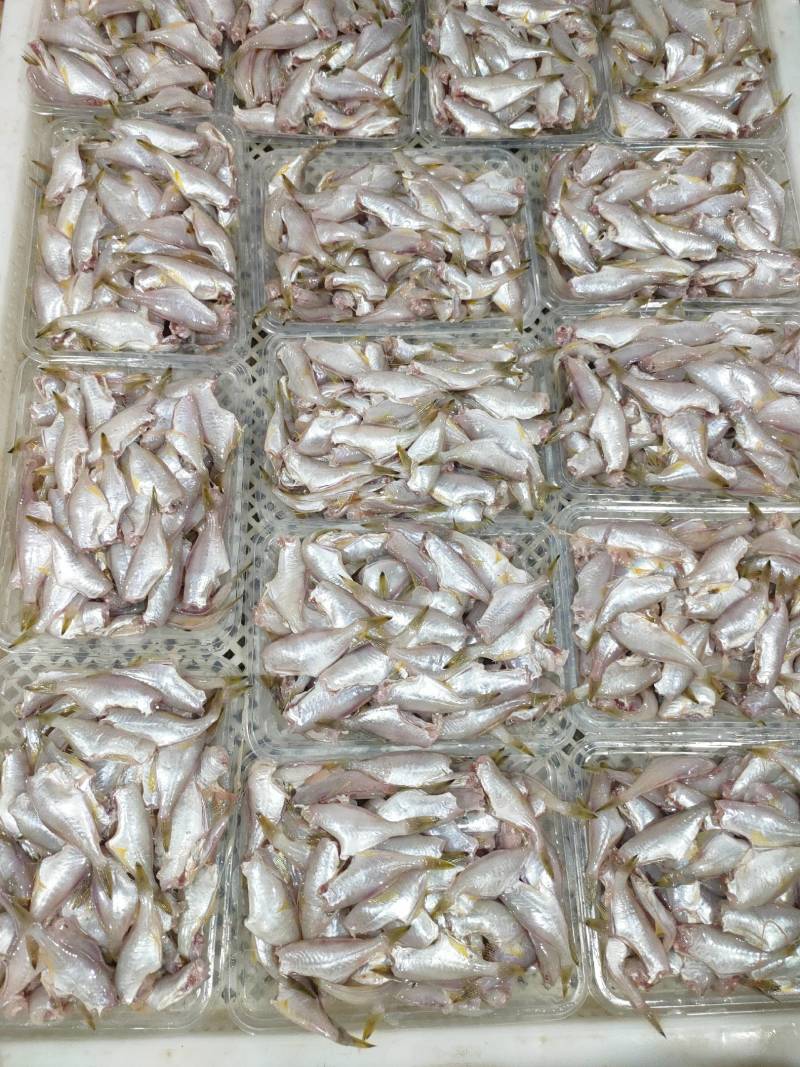 耗儿鱼、马面鱼、三去原汁原味、一斤盒装单冻箱装