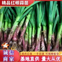 [红根蒜苗]蒜苗新鲜现挖保质保量欢迎咨询订购