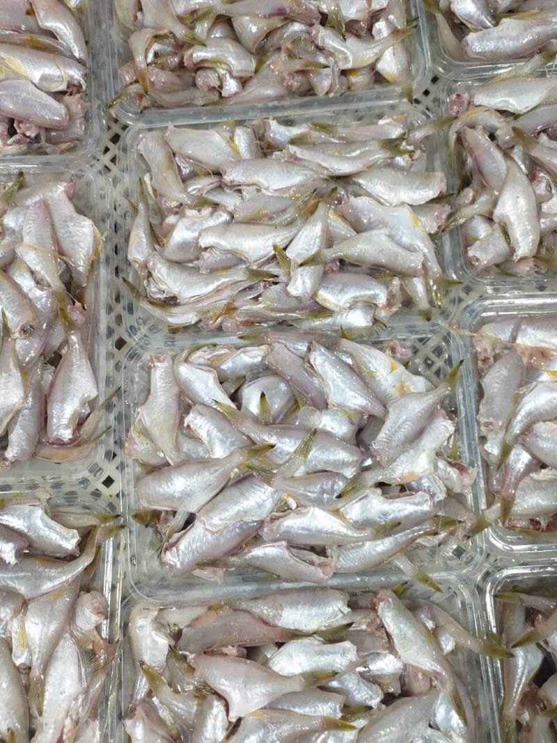 耗儿鱼、马面鱼、三去原汁原味、一斤盒装单冻箱装