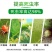 柑橘杀红蜘蛛专用药强效果树除杀螨农用高浓度杀成螨若卵增效