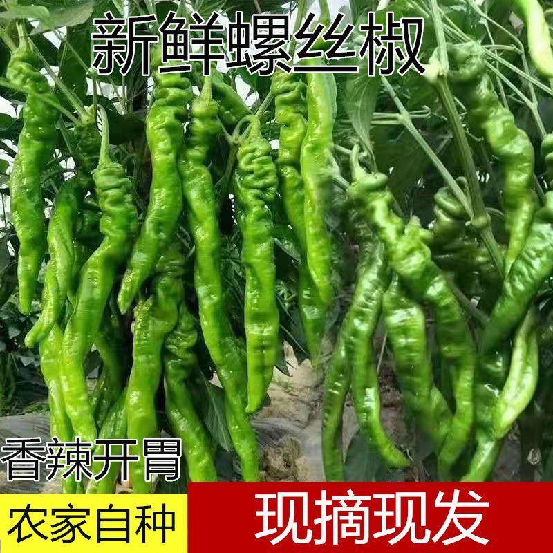 [鲜辣椒]螺丝椒新鲜螺丝椒各种规格对接各大市场商超电