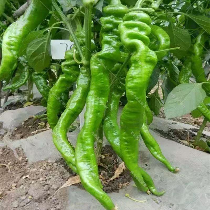 [鲜辣椒]螺丝椒新鲜螺丝椒各种规格对接各大市场商超电