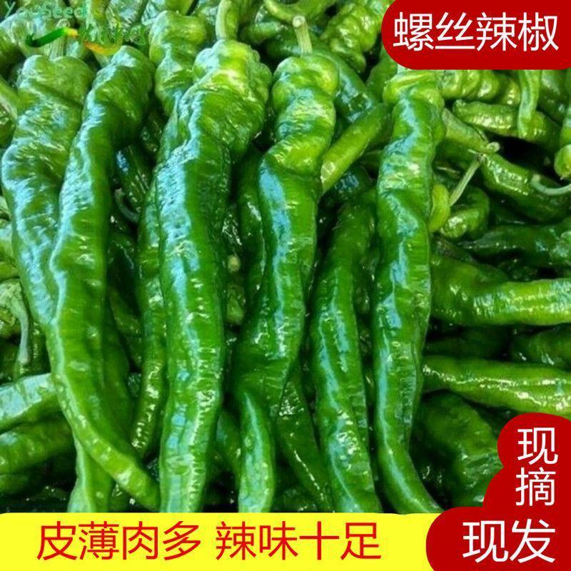 [鲜辣椒]螺丝椒新鲜螺丝椒各种规格对接各大市场商超电