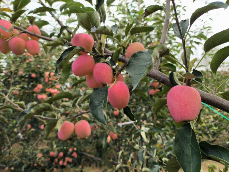山东莱州鸡心果预定中成熟20万。️️