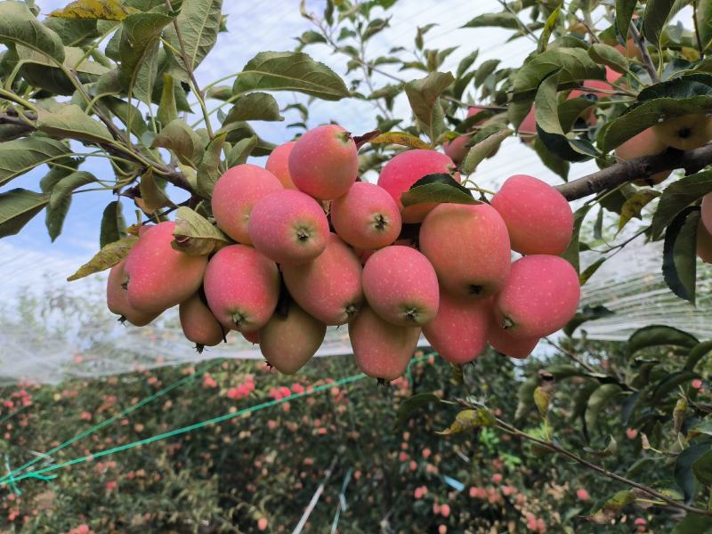山东莱州鸡心果预定中成熟20万。️️