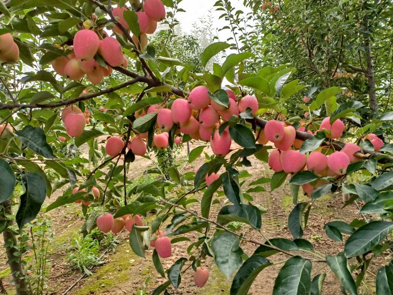 山东莱州鸡心果预定中成熟20万。️️