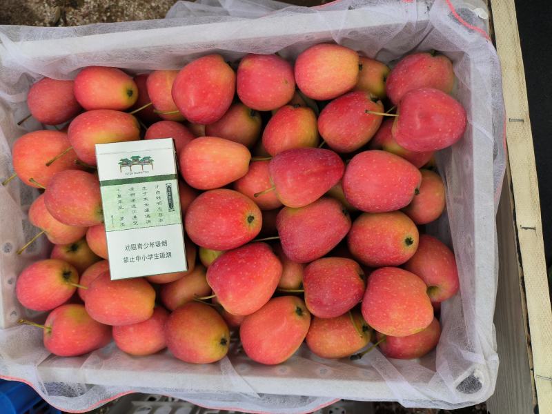 山东莱州鸡心果预定中成熟20万。️️