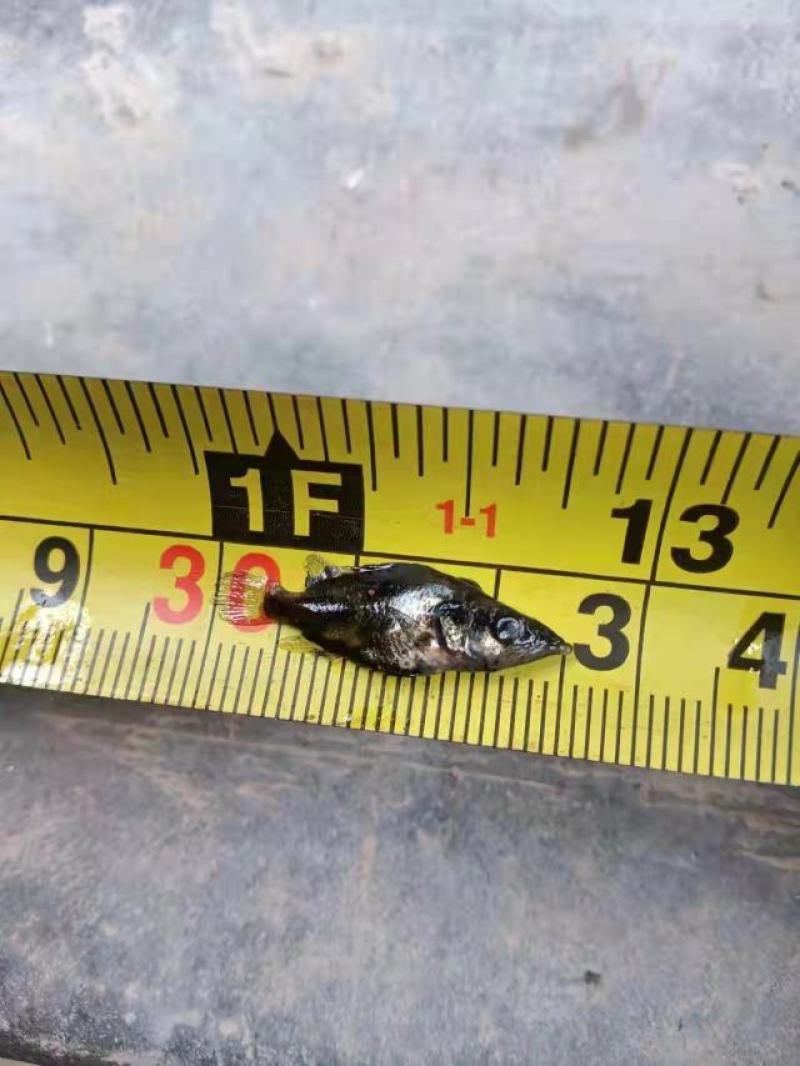 优质桂花鱼苗，鳜鱼苗，翘嘴鳜鱼苗，支持全国发货，技术指导