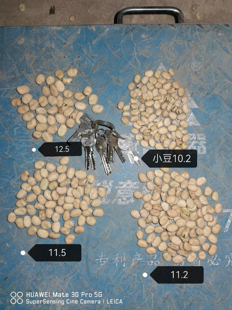 张家口蚕豆新鲜干蚕豆农家蚕豆口感酥脆回味无穷
