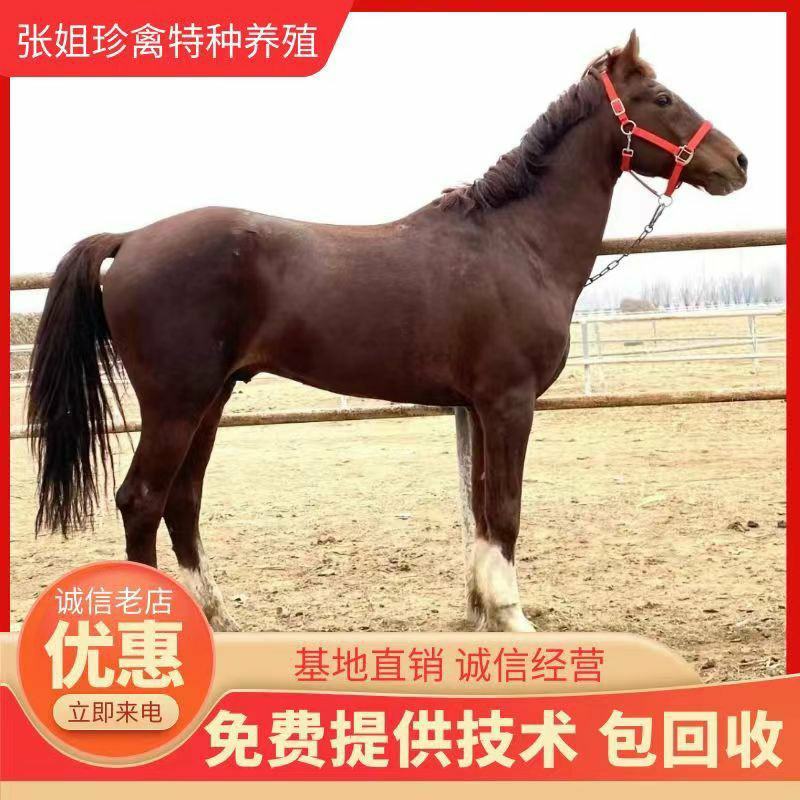 大马国产德保矮马骑乘马各种颜色都有全国各地送货到家