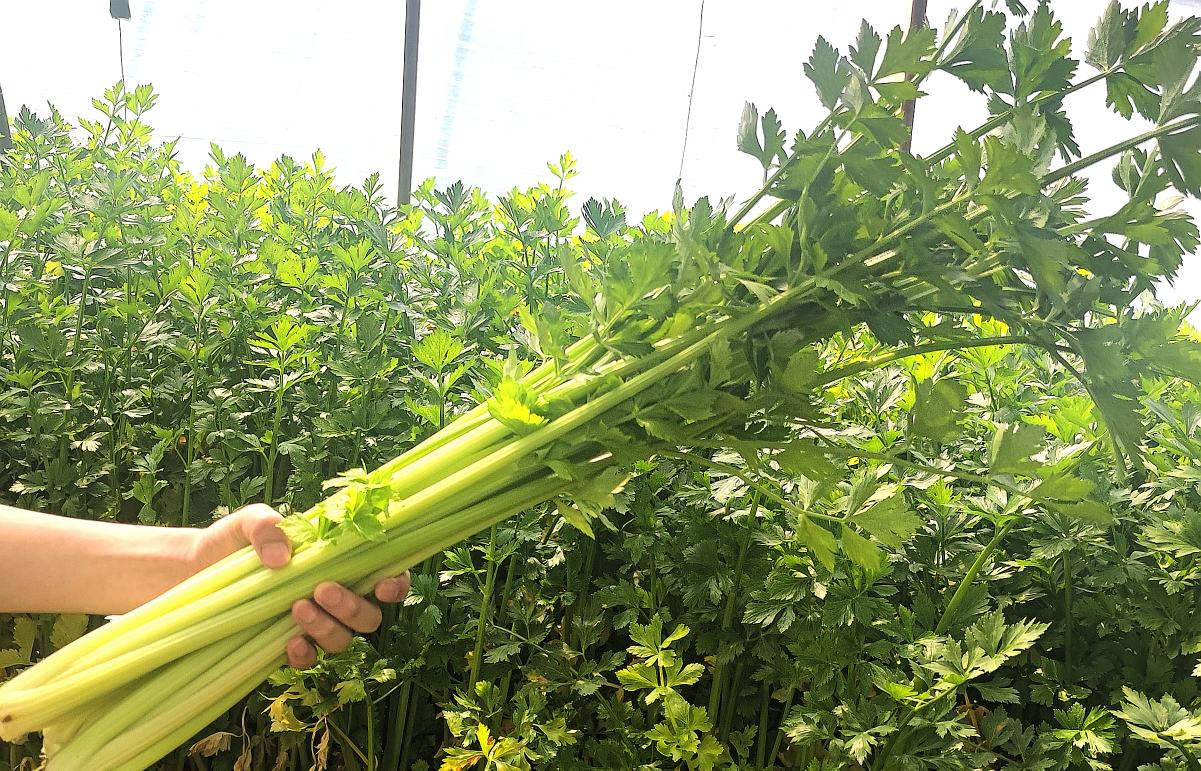 新鲜西芹和柠檬切片放在榨汁机旁,旁边是一杯绿色果蔬汁 西芹与柠檬榨汁的成品图