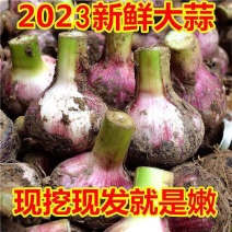 大蒜2023年农家现挖湿蒜新鲜大蒜头精选腌制糖蒜