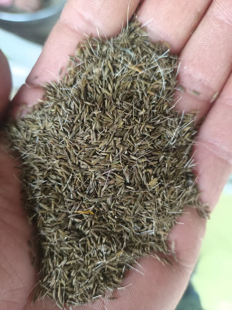 安徽亳州，，新货蒲公英种子，批发大货5吨