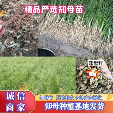 改良知母苗高产耐旱耐冻基地直供包技术包成活