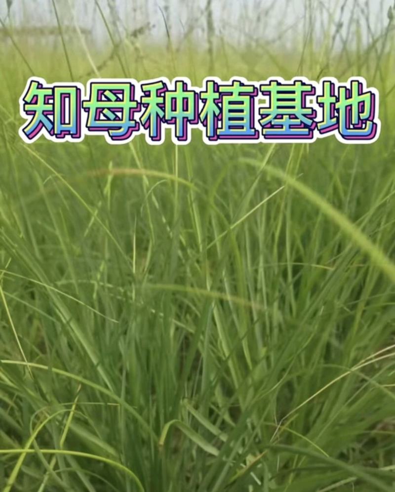 改良知母苗高产耐旱耐冻基地直供包技术包成活