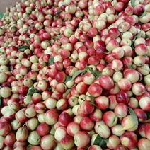 四川油桃珍珠油桃大量上市产地直供一手货源对接市场，电商