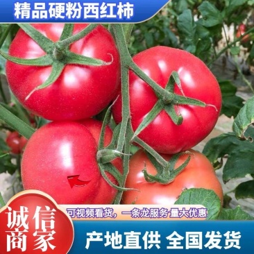 西红柿吉洛比利产地直销看货采摘保质保量欢迎订