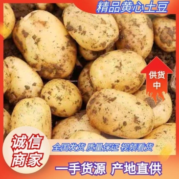 土豆黄心土豆现挖现发产地直销一手货源保质保量