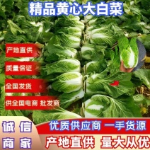 白菜大白菜黄心大白菜产地直销看货采摘保质保量