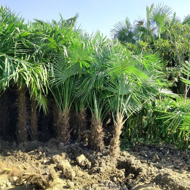【质优价廉】自家种植家庭农场批发零售加拿利海枣一手货源