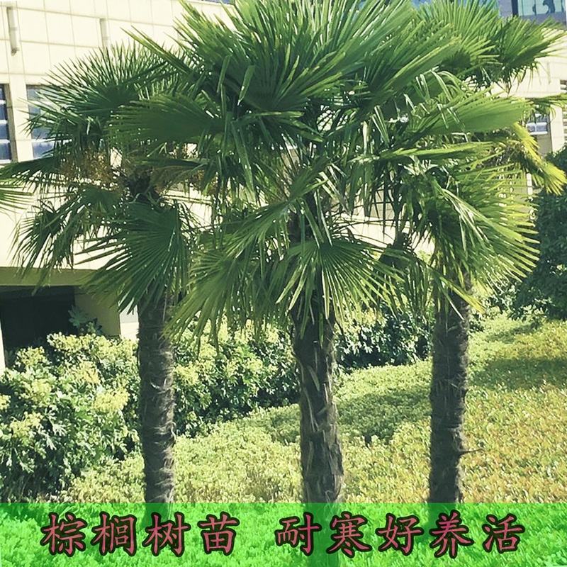 【质优价廉】自家种植家庭农场批发零售加拿利海枣一手货源