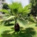 【质优价廉】自家种植家庭农场批发零售加拿利海枣一手货源