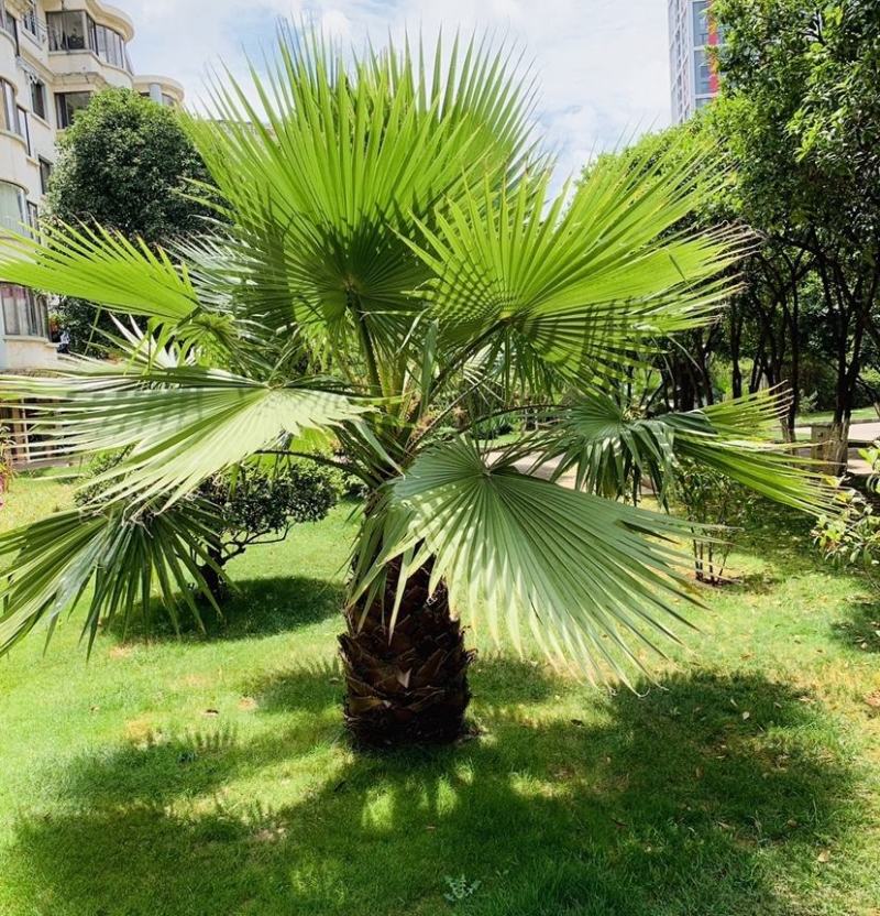 【质优价廉】自家种植家庭农场批发零售加拿利海枣一手货源