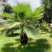 【质优价廉】自家种植家庭农场批发零售加拿利海枣一手货源