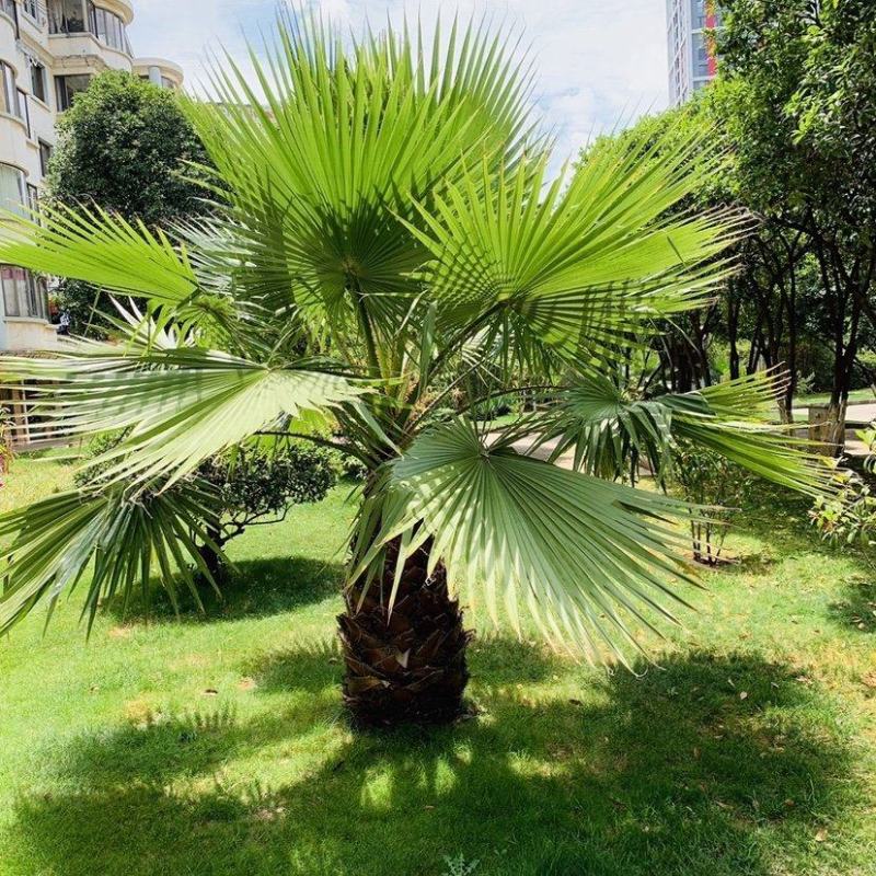 【质优价廉】自家种植家庭农场批发零售加拿利海枣一手货源