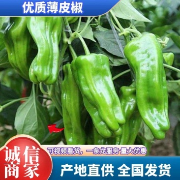薄皮椒苏椒农户一手货源可产产地看货