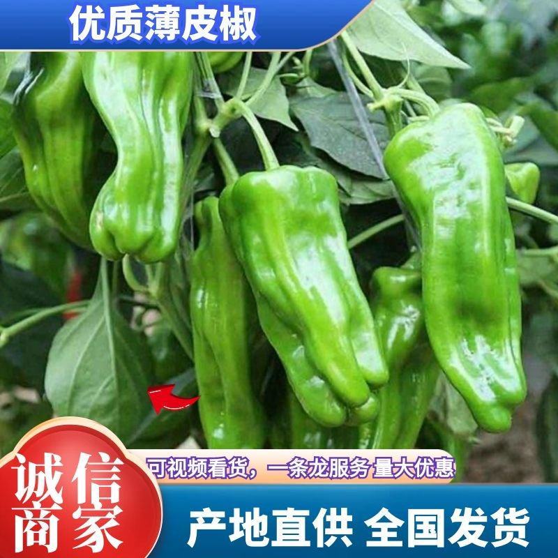 薄皮椒苏椒农户一手货源可产产地看货