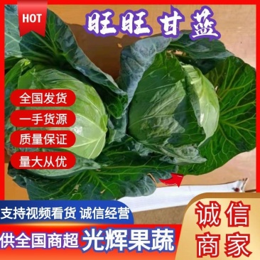 旺旺甘蓝圆包甘蓝产地直供一手货源基地看货论