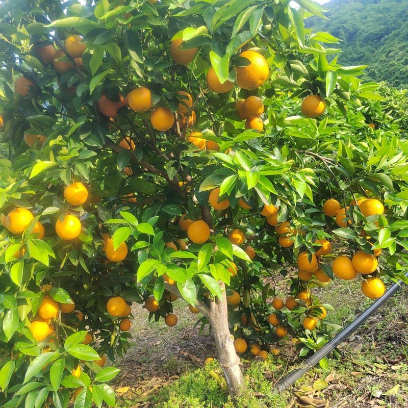 广西桂林高山夏橙酸甜多汁孕妇水果橙子批发