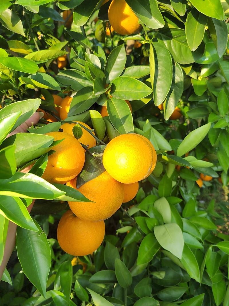 广西桂林高山夏橙酸甜多汁孕妇水果橙子批发