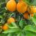 广西桂林高山夏橙酸甜多汁孕妇水果橙子批发