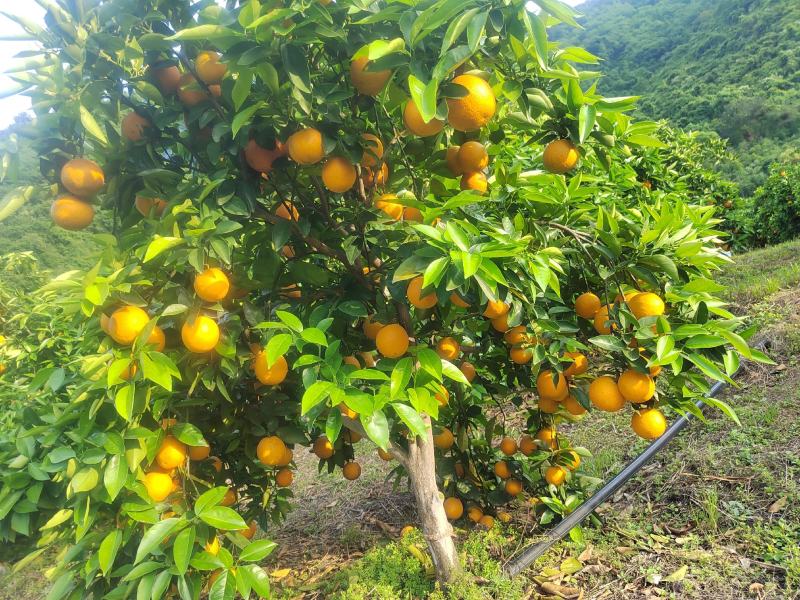 广西桂林高山夏橙酸甜多汁孕妇水果橙子批发