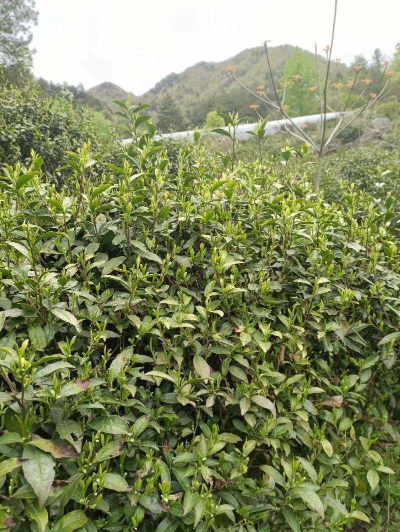 霍山黄芽茶明前茶高山云雾茶炭火提香