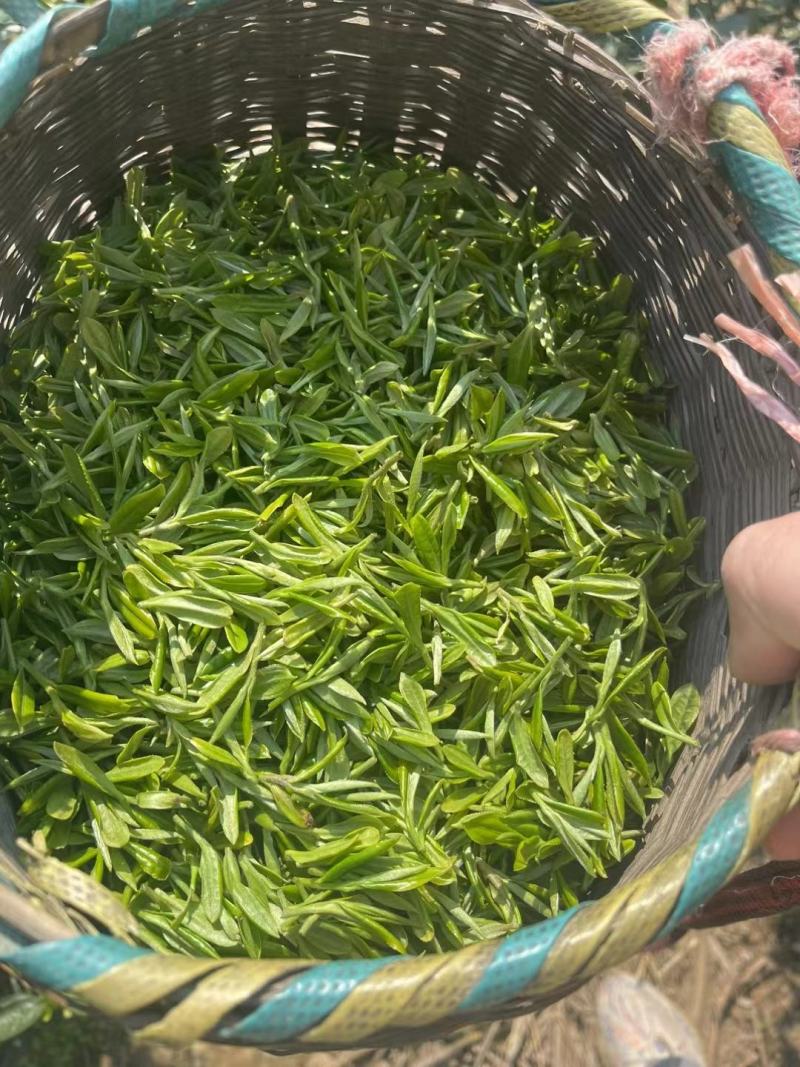 霍山黄芽茶明前茶高山云雾茶炭火提香