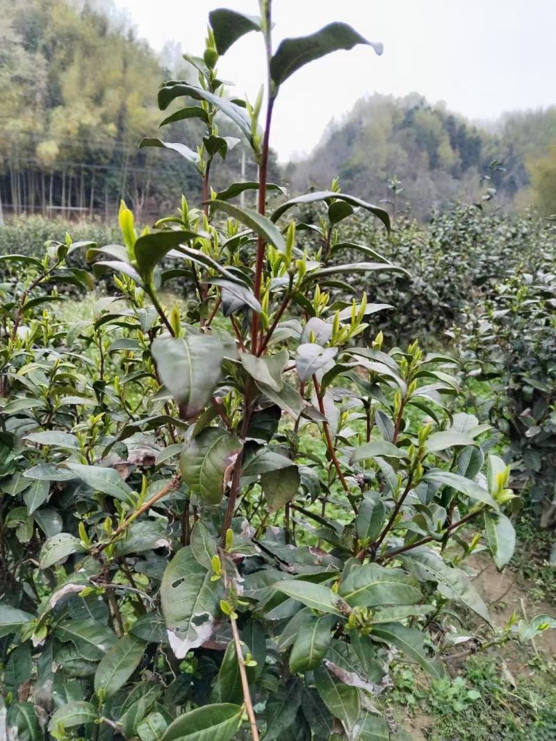 霍山黄芽茶明前茶高山云雾茶炭火提香